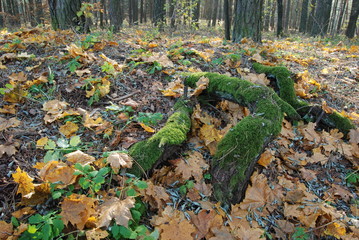 Chruslanki Jozefowskie, Las.