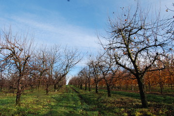 Obraz premium Chruslanki Jozefowskie, Jesien.