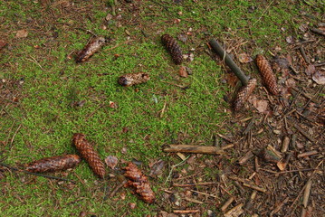 Chruslanki Jozefowskie, Jesien.