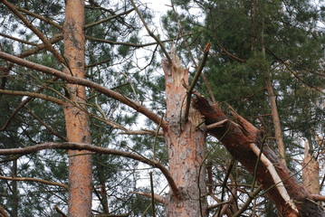 Chruslanki Jozefowskie, Jesien.