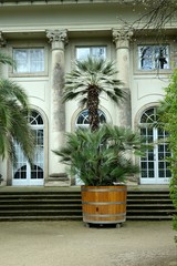 Fototapeta na wymiar palmen