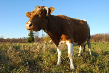 Chruslanki Jozefowskie, Krowa. © M. G. Koperkiewicz