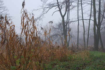 Chruslanki Jozefowskie, Jesien na 