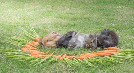 New born rabbit on green grass