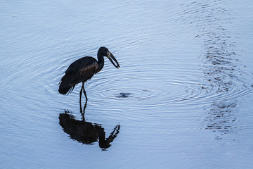 African openbill in Kruger National park, South Africa