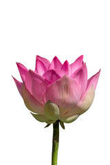 Pink lotus flower on white background.