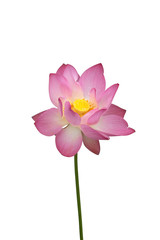 Pink lotus flower on white background.