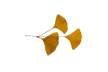 Naklejka premium Dry Ginkgo biloba leaf