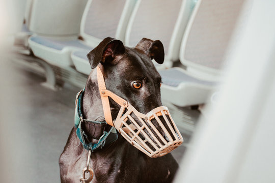 Dog wearing muzzle at subway