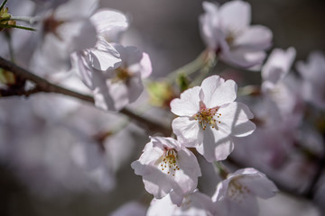 桜と光