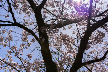 桜、逆光