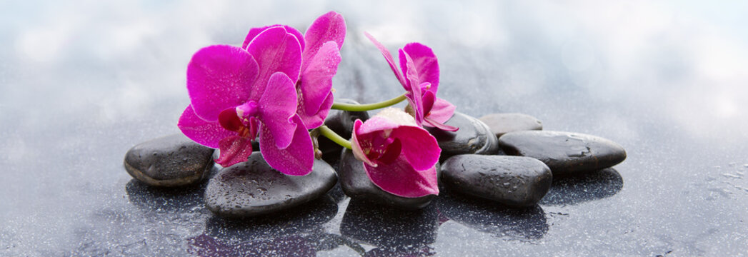 Pnk orchids and black stones close up.