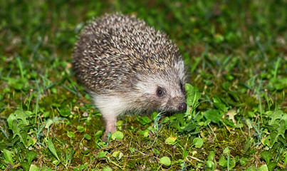 Hedgehog in the grass