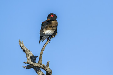 Bateleur Eagle in Kruger National park, South Africa