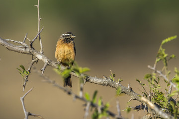 Cinnamon-breasted Bunting in Kruger National park, South Africa