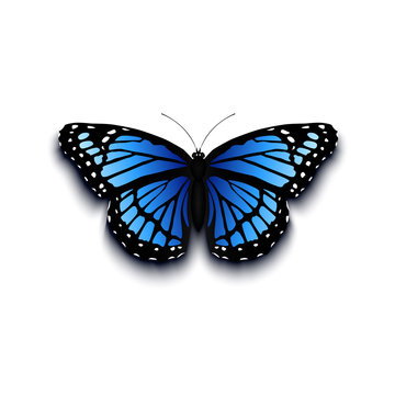 Realistic butterfly icon isolated on white background.