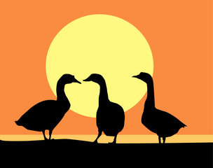 Sunset & Three Swans 