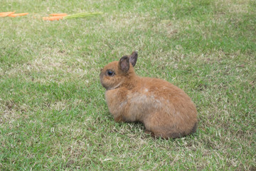 New born rabbit on green grass