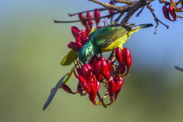 Collared Sunbird in Kruger National park, South Africa