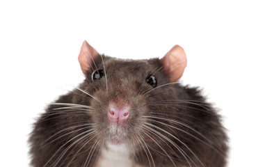 Cute funny rat on white background, closeup