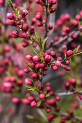 Blooming almond dwarf in garden, spring time.