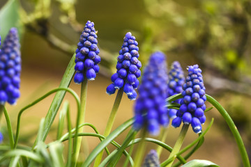 Muscari flowers blooming in garden, srong time