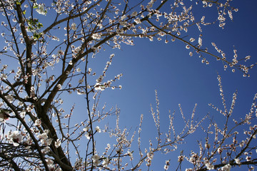 Flowering tree spring 