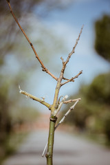 Branch of a tree with blur in the background