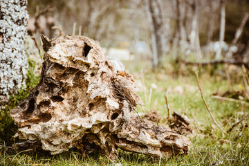 Trunk of a cut tree on the ground
