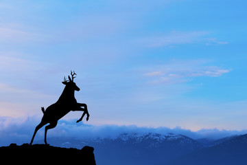 Deer on mountain at sunset