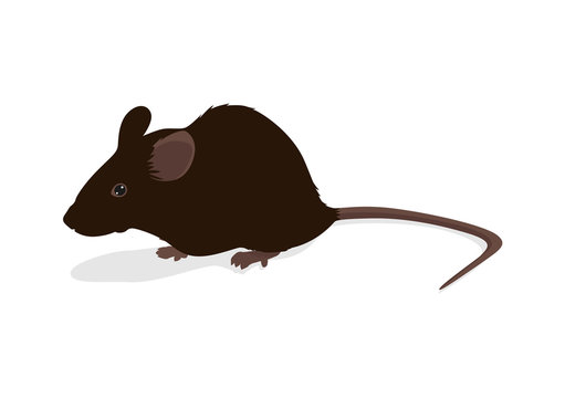 Rat vector illustration