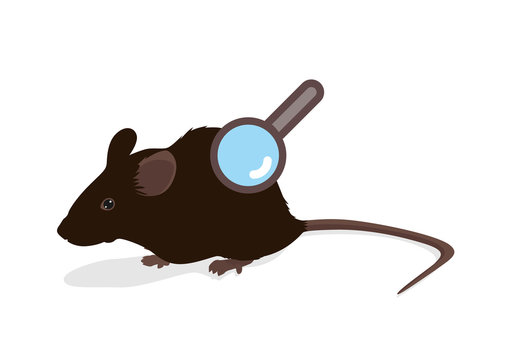 Rat vector illustration