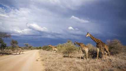 Giraffe in Kruger National park, South Africa