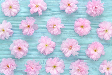 Obraz na płótnie Canvas cherry blossom, sakura on blue wooden background top view
