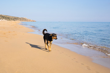 Dog walking on the beach