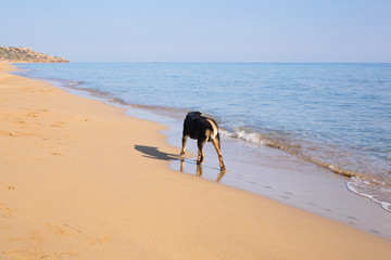 Dog walking on the beach