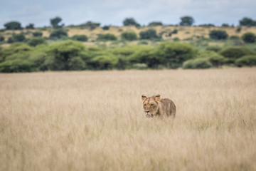 Lion in the high grass.
