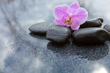Single orchid flower and black stones.