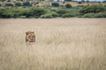 Fototapeta na wymiar Lion in the high grass.