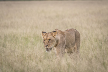 Lion in the high grass.