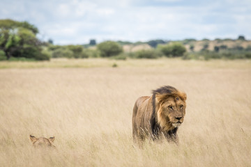 Mating couple of Lions in the high grass.