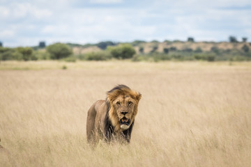 Male Lion in the high grass.