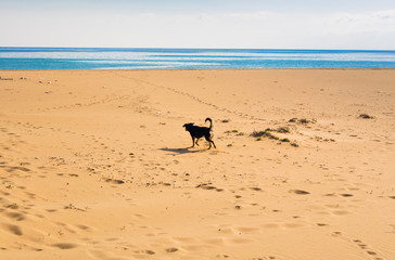 Dog walking on the beach