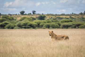Lion in the high grass.