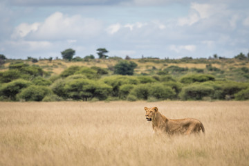 Lion in the high grass.