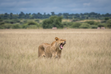 Fototapeta na wymiar Yawning Lion in the high grass.
