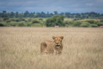 Lion in the high grass.