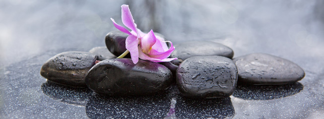 Obraz na płótnie Canvas Single orchid flower and black stones.