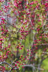 Blooming almond dwarf in garden, spring time.