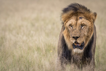 Fototapeta premium Male Lion in the high grass.